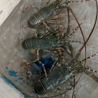 Live & Fresh Lobsters 