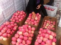 Red Delicious Fuji Apples For Sale