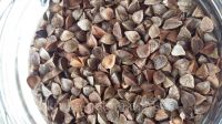 Buckwheat