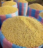 SOYA BEANS
