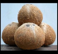 Dried Coconut