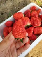 QHXN IQF Whole Strawberry- Frozen Strawberry-Grade A1