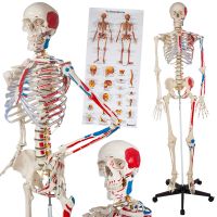 Human Skeleton Model With Hand Painted