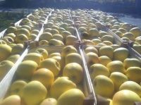 Quality Fresh Fuji Apples For Sale