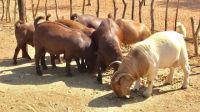 Top-quality Live Sheep, Goats, and Cattle ( Steer, Cows &amp; Calf).