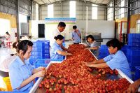 Fresh Lychee from Vietnam