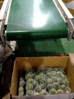Fresh Seedless Lemon 