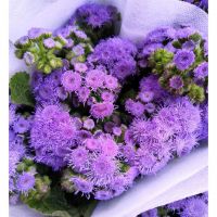 Nice And Cheap Best Selling Ornamental