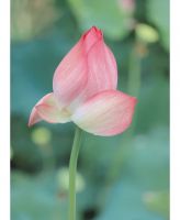 Beautiful Floral Fresh Flower Plant Willow