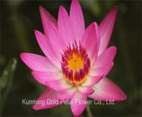 Wholesale Decoration High Quality Fresh Cut