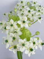 Farms Provide And Supply Flower Fresh