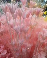 Hot Selling Single Decorative Dried Octagonal