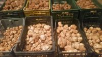 White Truffle -North Affrica-Tunisia