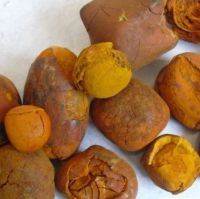 Oxgallstone, Bovine