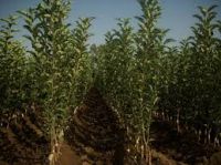Apple Fruit Trees