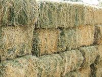 Dehydrated Alfalfa or Alfalfa/Lucerne Hay Bales / timothy hay bales