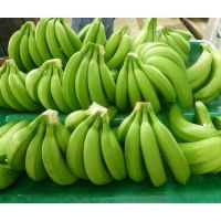 FRESH CAVENDISH BANANA