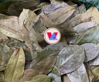 Soursop leaves/ Graviola leaves to process tea from Vietnam with high quality and low price in the market