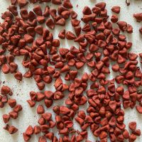 PREMIUM ANNATTO SEEDS / VEGAN FRIENDLY / NATURAL