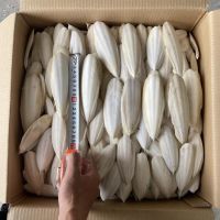 SUN-DRIED CUTTLEBONE / BONE + BEAK CARE