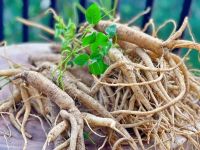 PLANT-BASED DANG SHEN ROOT / NATURAL