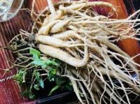 WILD DANG SHEN / DRIED ROOT PRODUCT