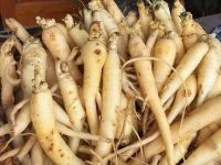 DANG SHEN ROOT / CLEAN LABEL / PLANT