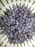 NATURAL MYRTLE BERRY EXTRACT / IMMUNITY BOOST