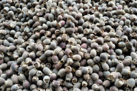 MYRTLE BERRY SUPERFOOD / NATURAL ANTIOXIDANT / CLEAN