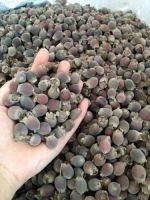 DRIED MYRTLE BERRY POWER / ANTIOXIDANT-RICH