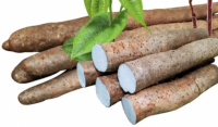 SUN-DRIED DIOSCOREA ROOT / CLEAN PROCESS