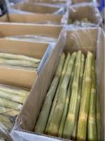 NATURALLY FROZEN SUGARCANE / CLEANLY PROCESSED / TROPICAL