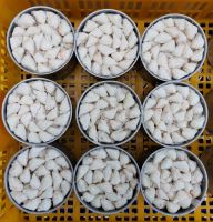 CANNED WILD CRAB MEAT / CLEAN PROCESS