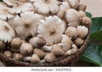 EARTHROOT MUSHROOM POWDER