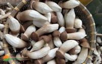 HERBAGRO MUSHROOM BASE