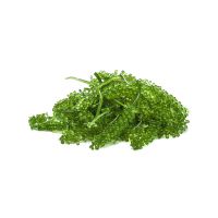 CLEAN OCEAN GREEN CAVIAR / SEA GRAPE