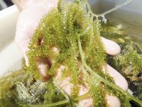 OCEAN BOTANICAL PEARLS / CLEANLY CULTIVATED / SEA
