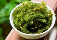SEA GREENS PEARL STYLE / PLANT BASED