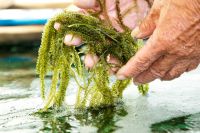 GREEN CAVIAR STYLE SEA VEG / CLEAN