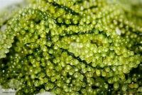 PLANT BASED SEA GRAPES WITH PURE