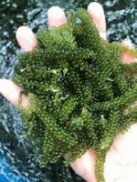 PREMIUM SEA GRAPES INFUSED WITH CATAPPA
