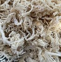 PLANT BASED COTTONII SEAWEED FOR CLEAN