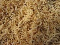 PURE ORGANIC COTTONII SEAWEED FOR WHOLE