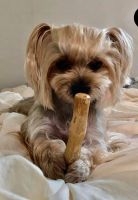 VEGAN DOG CHEW FROM COFFEE WOOD