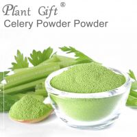 DRIED CELERY POWDER FOR EXPORT / HIGH