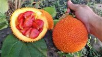 PREMIUM ORGANIC GAC SEED FOR DAILY
