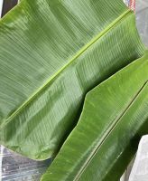 FOOD-SAFE BANANA LEAVES FOR PURE