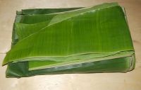 BANANA LEAVES FOR CLEAN / PLANT-BASED
