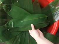 PURE GREEN BAMBOO LEAVES FOR NATURAL