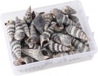 HAND SELECTED BATILLARIA ZONALIS SEA SHELLS